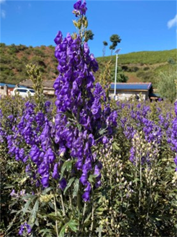 1766648523428738.jpg 圖片5.jpg